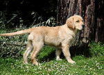 Photo Golden Retriever