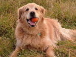 Photo Golden Retriever