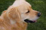 Photo Golden Retriever