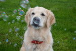 Photo Golden Retriever