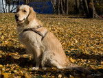 Photo Golden Retriever