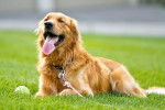 Photo Golden Retriever