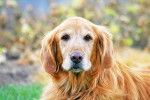 Photo Golden Retriever