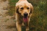 Photo Golden Retriever