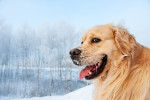 Photo Golden Retriever