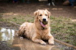 Photo Golden Retriever