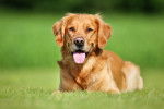 Photo Golden Retriever