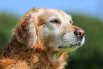 Photo Golden Retriever