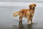 Photo Golden Retriever