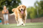 Photo Golden Retriever