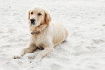 Un Golden Retriever allongé dans le sable