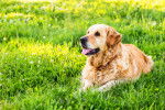 Photo Golden Retriever