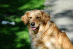 Photo Golden Retriever