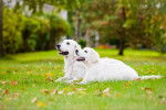 Deux Golden Retrievers allongés dans l'herbe