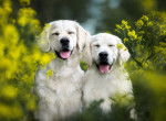 Photo Golden Retriever