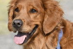 Photo Golden Retriever