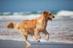 Un Golden Retriever courant sur la plage