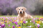 Un Golden Retriever beige dans un champ de tulipes