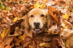 Un Golden Retriever recouvert de feuilles d'automne