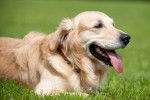 Un beau Golden Retriever allongé dans l'herbe