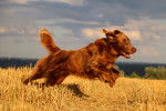 Un Golden Retriever marron court dans un champ
