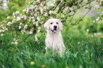 Photo Golden Retriever