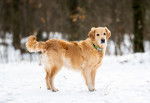 Photo Golden Retriever