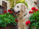 Photo Golden Retriever