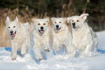 Quatre Golden Retrievers courant dans la neige