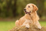 Un Golden Retriever allongé sur une botte de paille