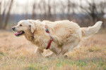 Un Golden Retriever avec un harnais courant dans un champ