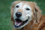 La tête parsemée de blanc d'un Golden Retriever âgé mais souriant
