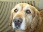 nino - Golden Retriever Mâle (10 ans)