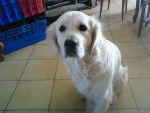 Rocki - Golden Retriever Mâle (1 an)