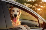 Un Golden Retriever regardant par la fenêtre d'une voiture et tirant la langue