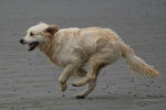 Un Golden Retriever court sur la plage