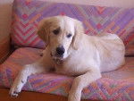 Bébé Gao - Golden Retriever Mâle (4 mois)