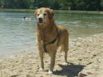 Pilou - Golden Retriever Mâle (12 ans)