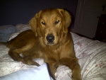 Honey - Golden Retriever Femelle (1 an)