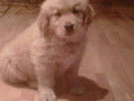 Honey - Golden Retriever Femelle (1 an)