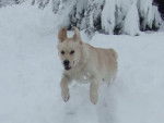 Diva - Golden Retriever Femelle (10 mois)