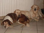 le trio - Golden Retriever Mâle (1 mois)