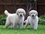 Baylee and Sammy - Golden Retriever (8 mois)