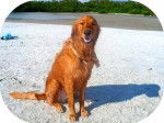 Budwin - Golden Retriever Mâle (3 ans)