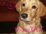Bailee - Golden Retriever Femelle (9 mois)