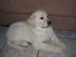 Cally - Golden Retriever Femelle (4 ans)