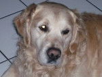 Soda - Golden Retriever Mâle (7 ans)