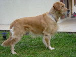Shadow - Golden Retriever Mâle (11 ans)