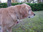 Tosca - Golden Retriever Femelle (12 ans)