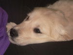 Folio - Golden Retriever Mâle (4 mois)